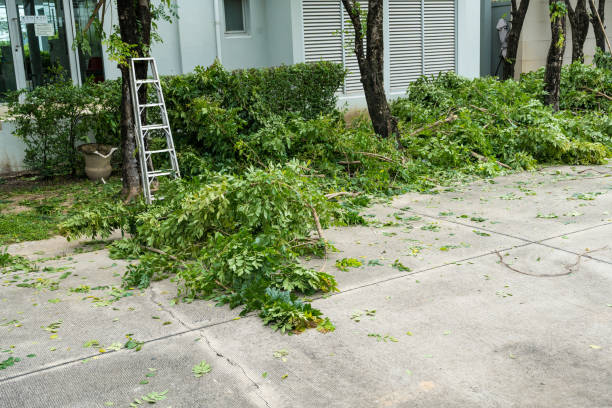 Best Emergency Tree Removal Services  in Cove Creek, NC