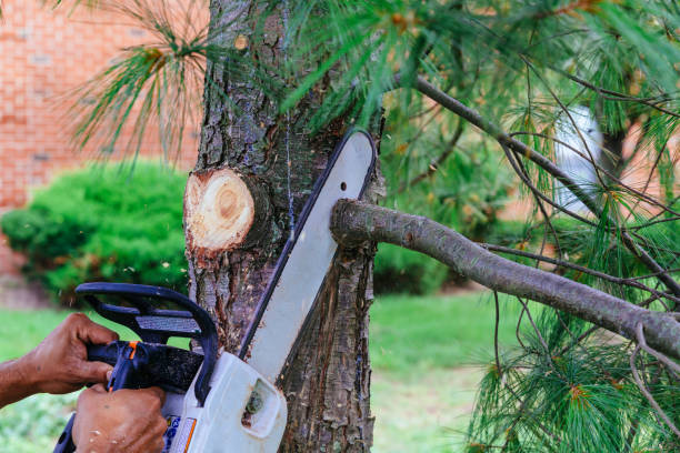 Best Tree Maintenance Programs  in Cove Creek, NC